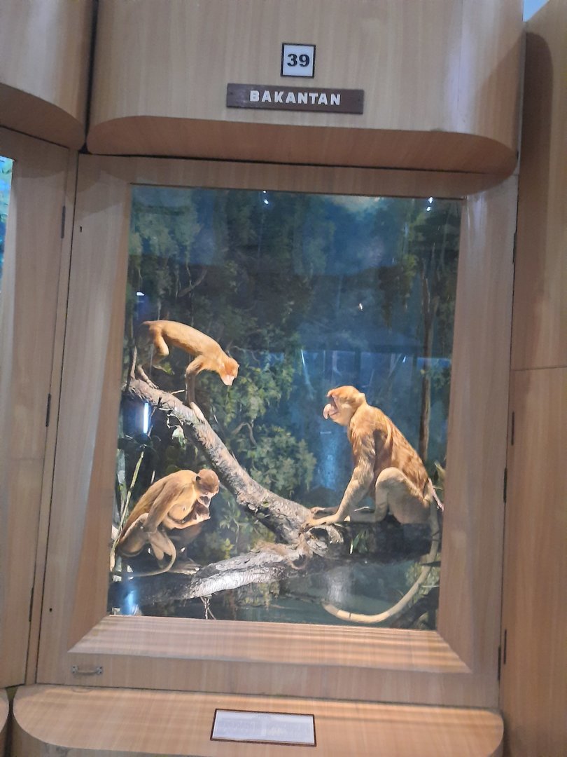 Bogor Zoology Museum - Proboscis monkey (Nasalis larvatus)