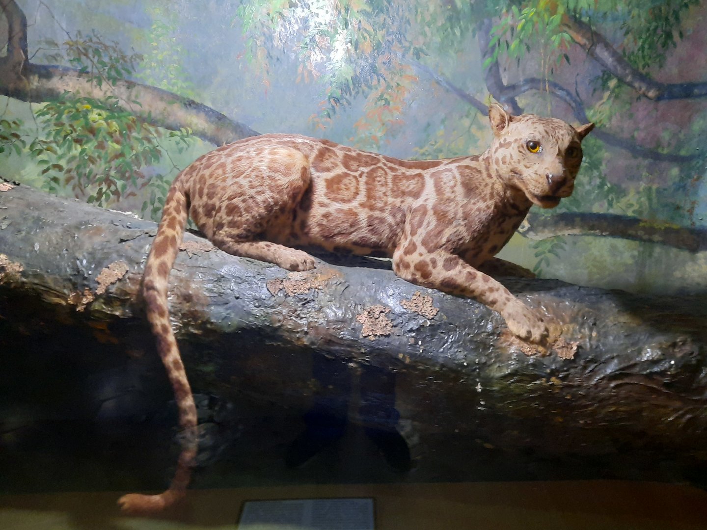 Bogor Zoology Museum - Sunda clouded leopard (Neofelis diardi)
