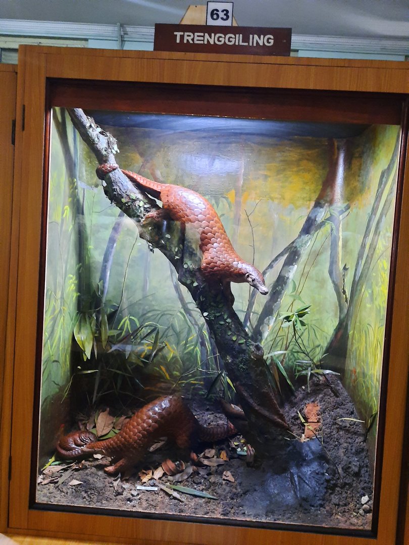Bogor Zoology Museum - Sunda pangolin (Manis javanica)