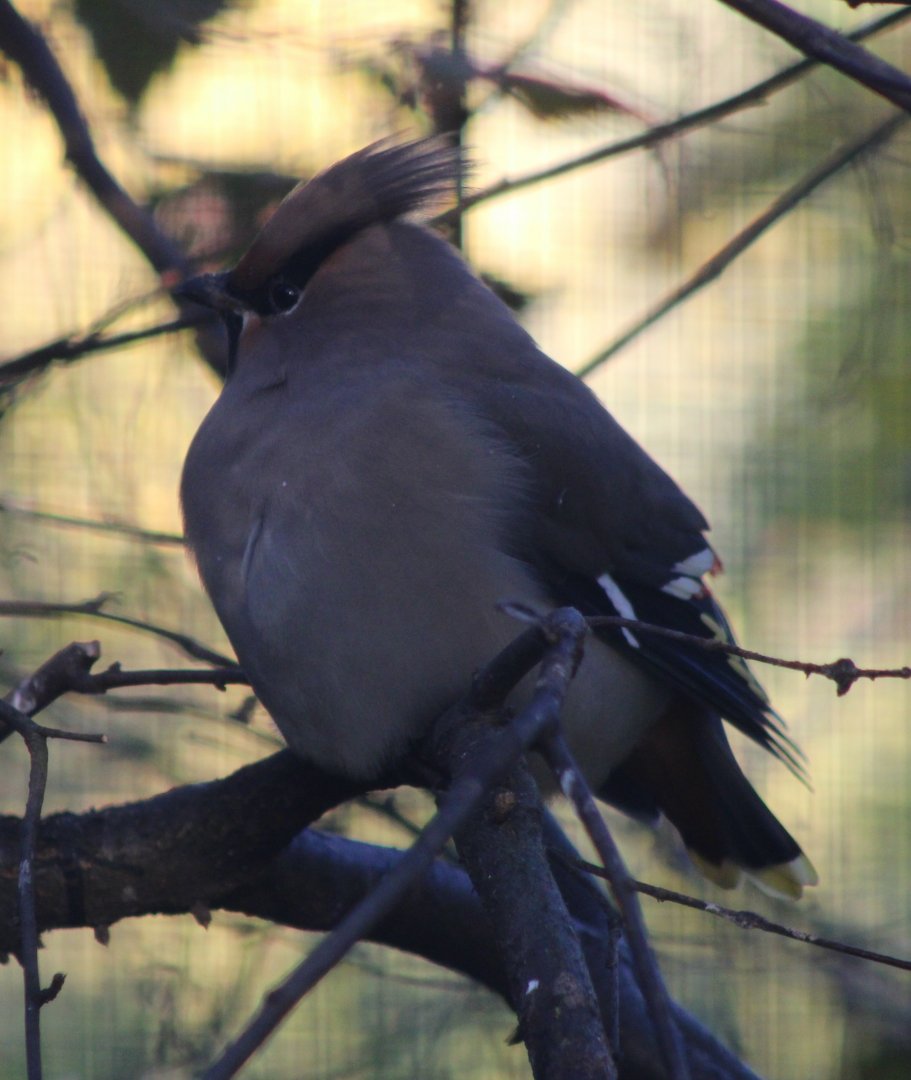 Bohemain waxwing
