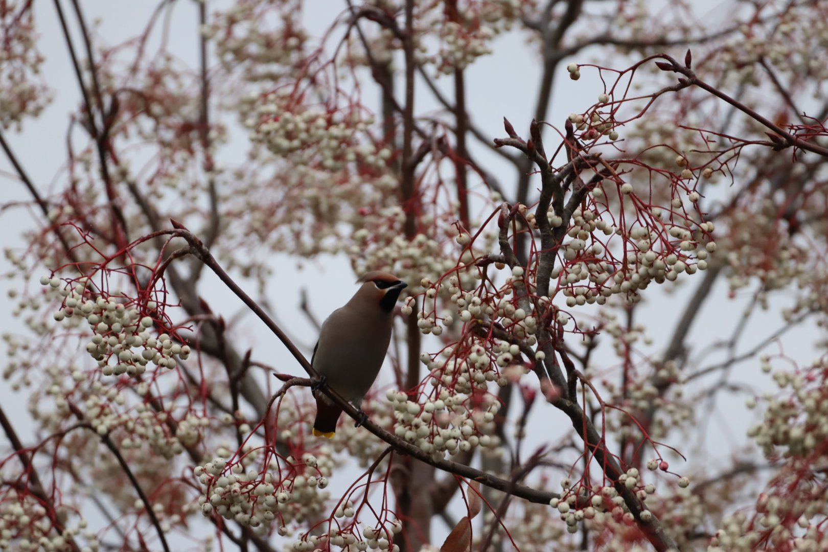 Bohemian Waxwing #1