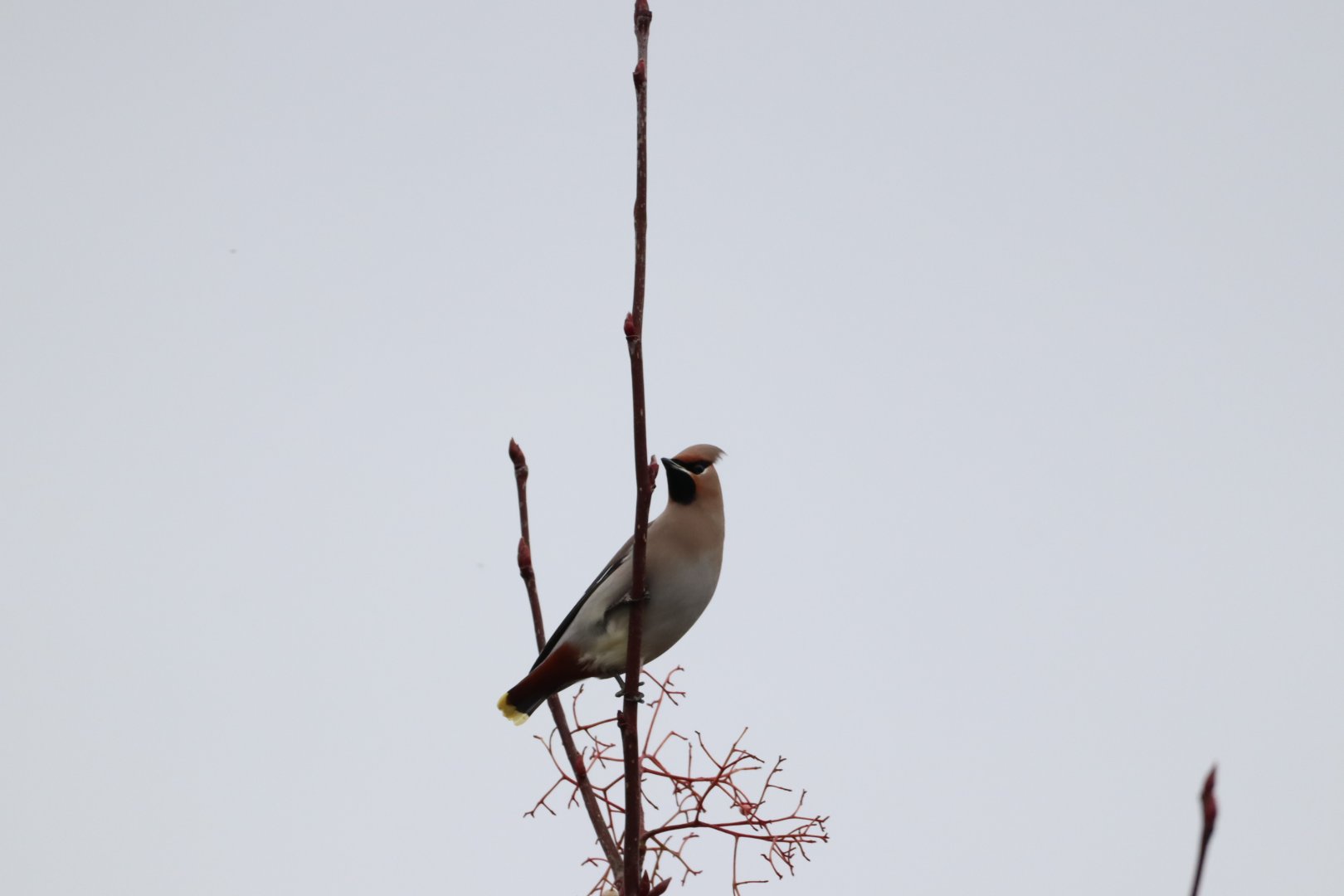 Bohemian Waxwing #2