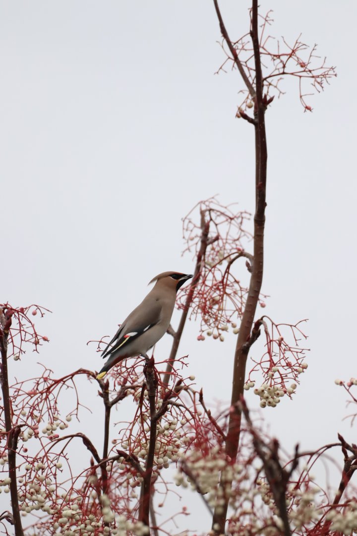Bohemian Waxwing #3