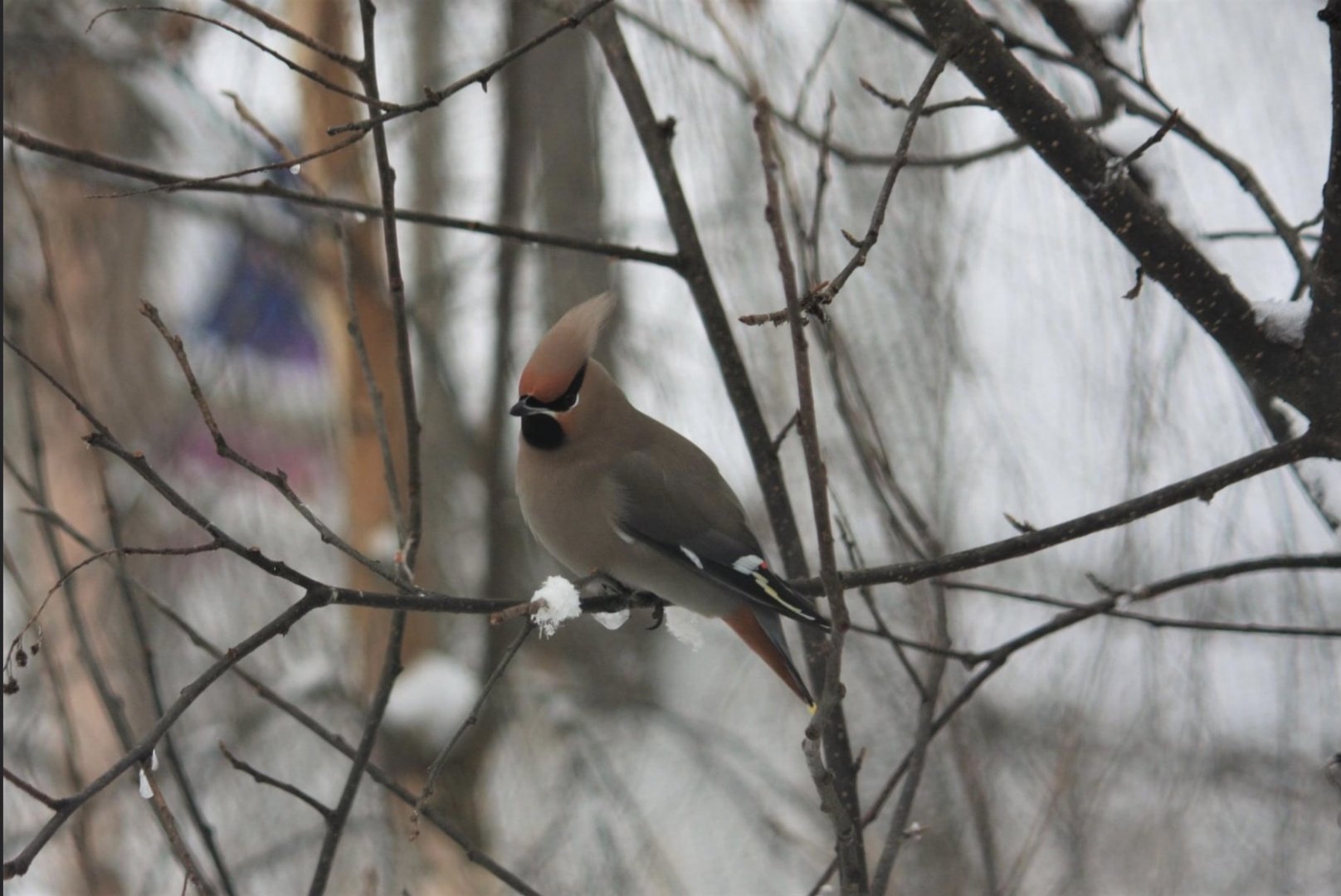 Bohemian Waxwing - Alaska