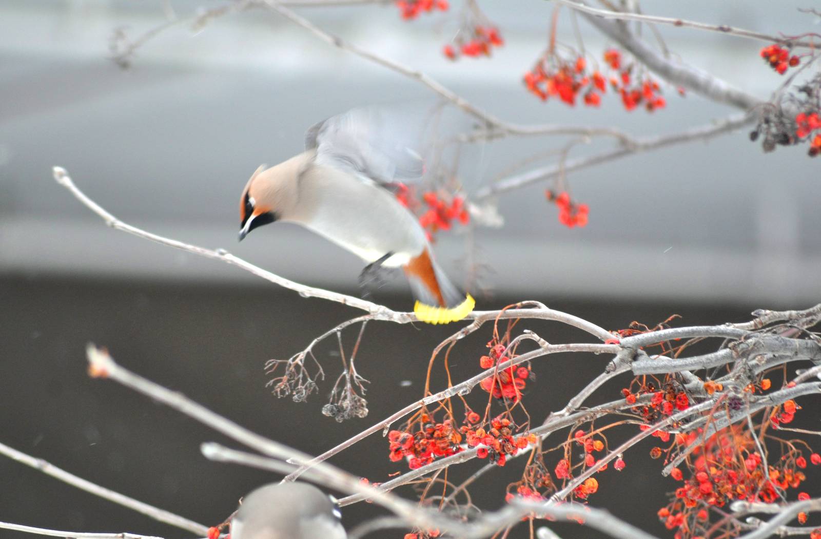 Bohemian Waxwing alighting onto a Mountain Ash - Alaska