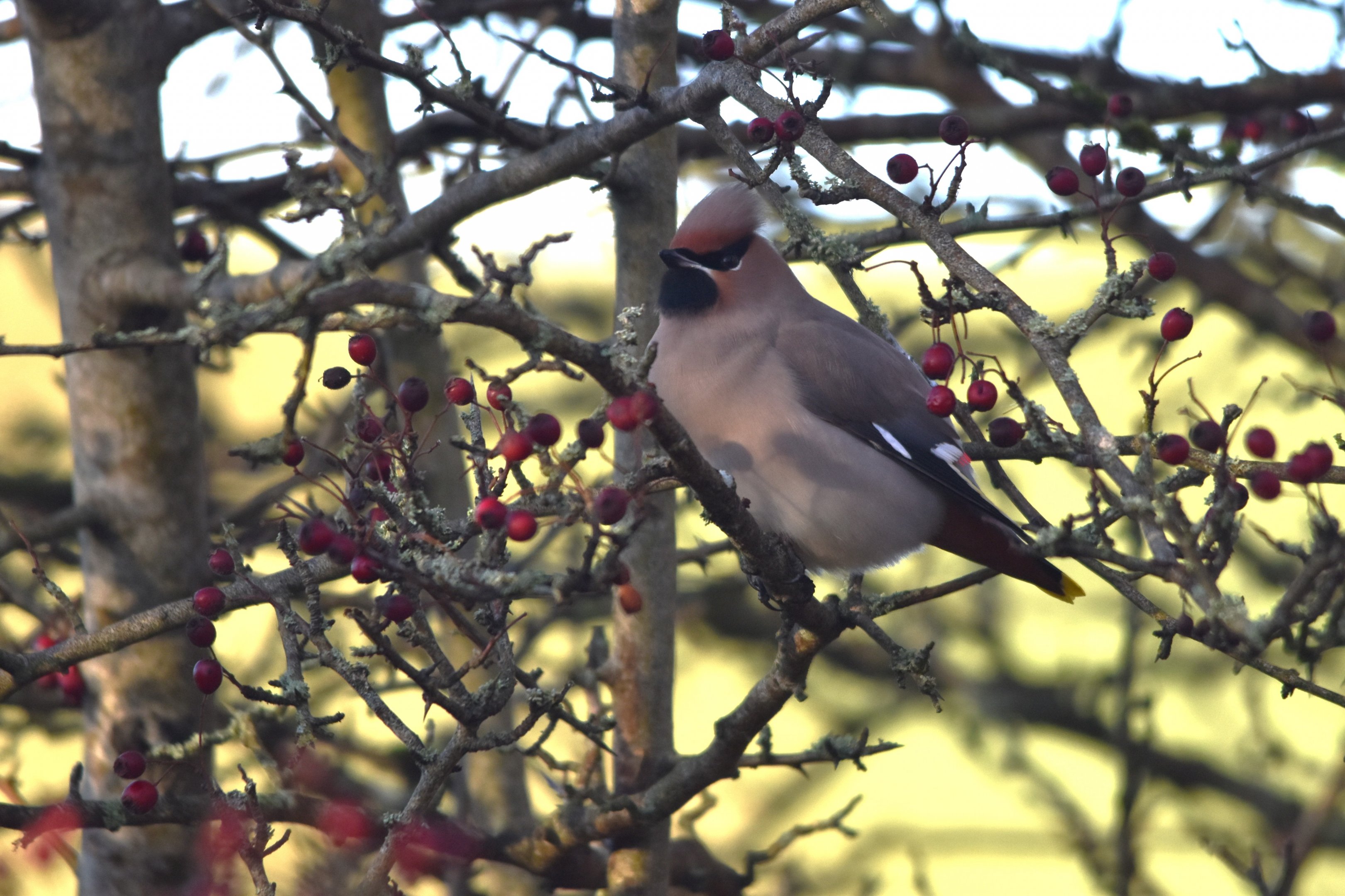 Bohemian Waxwing at Hassop Station, Derbyshire, 6th January 2024