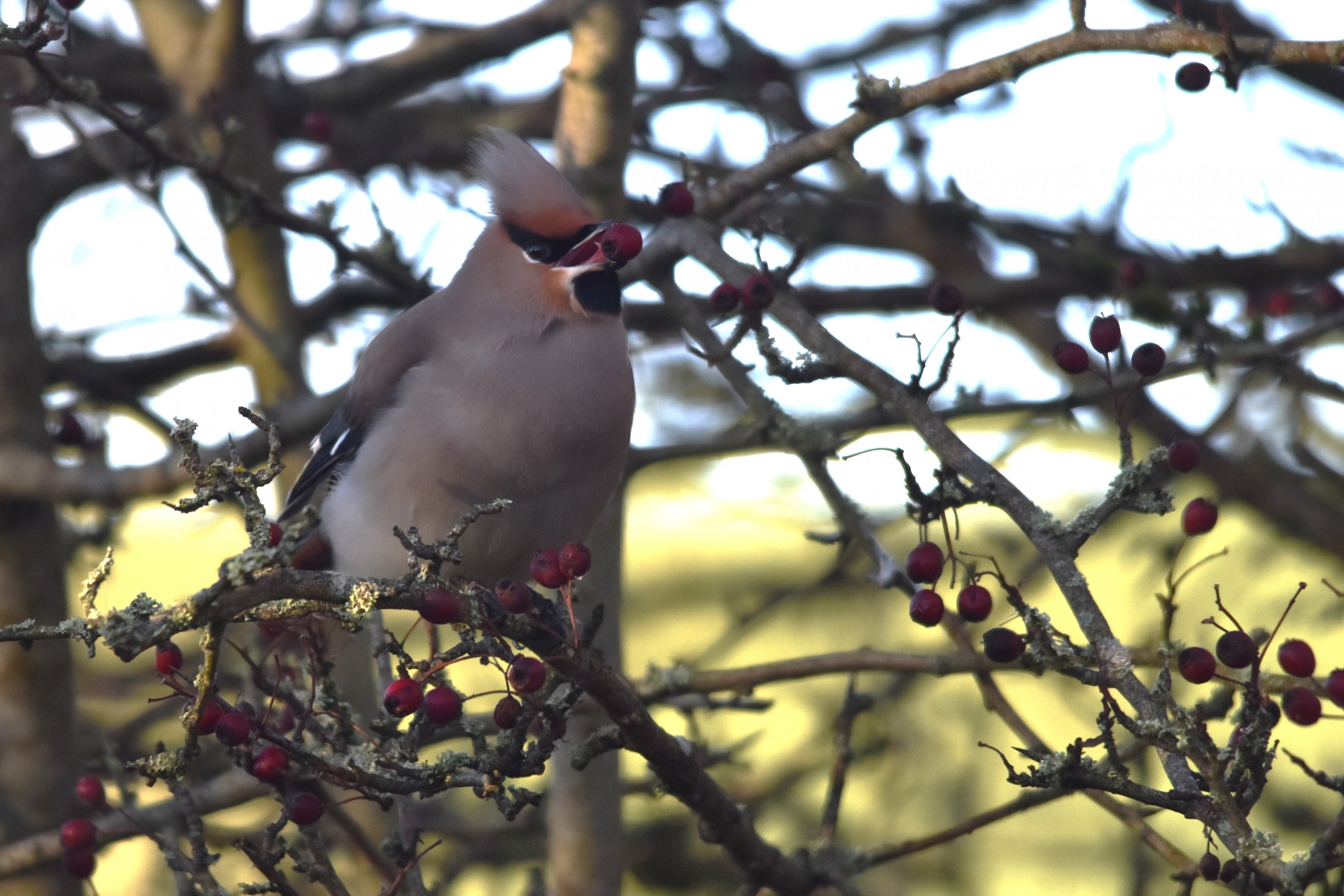 Bohemian Waxwing at Hassop Station, Derbyshire, 6th January 2024