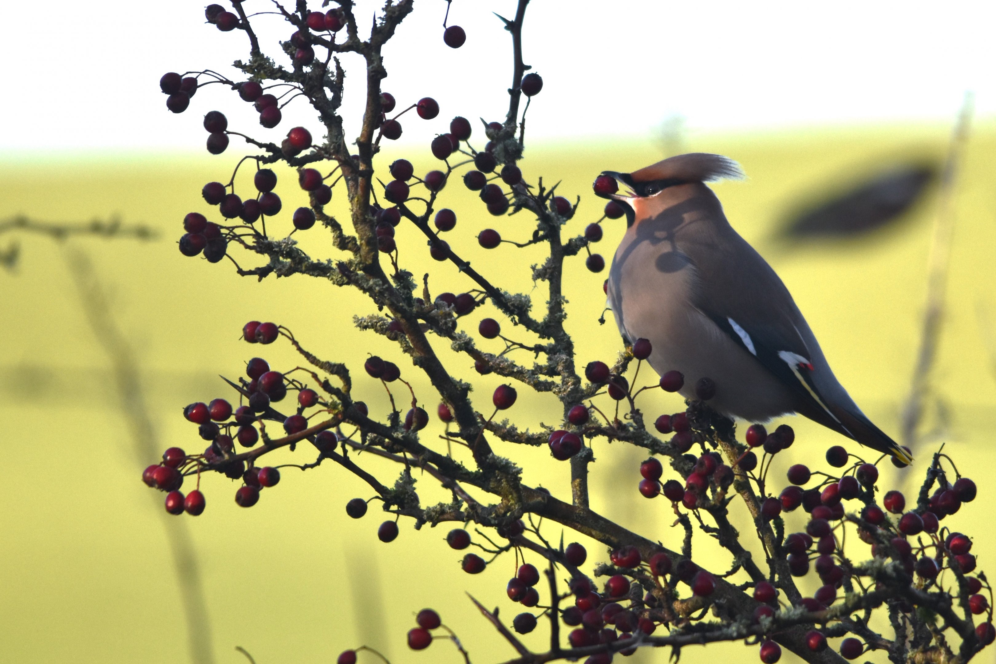 Bohemian Waxwing at Hassop Station, Derbyshire, 6th January 2024