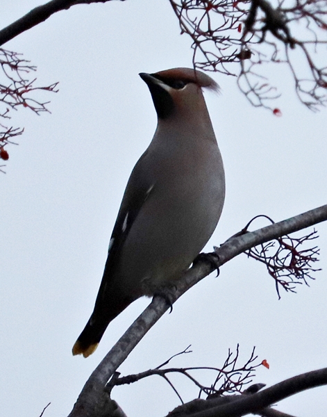 Bohemian waxwing (Bombycilla garrulus garrulus)