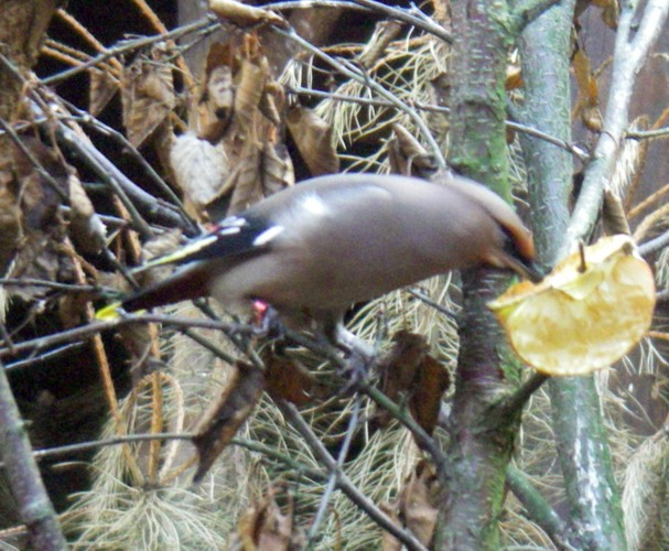 Bohemian Waxwing (Bombycilla garrulus)