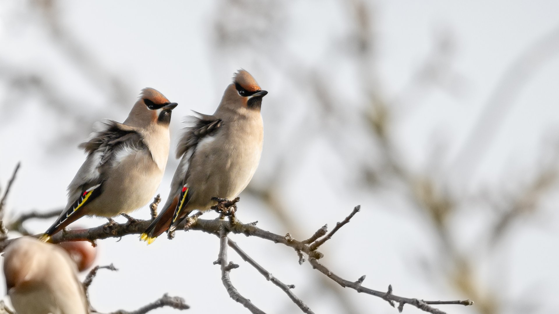 Bohemian waxwing (Bombycilla garrulus)