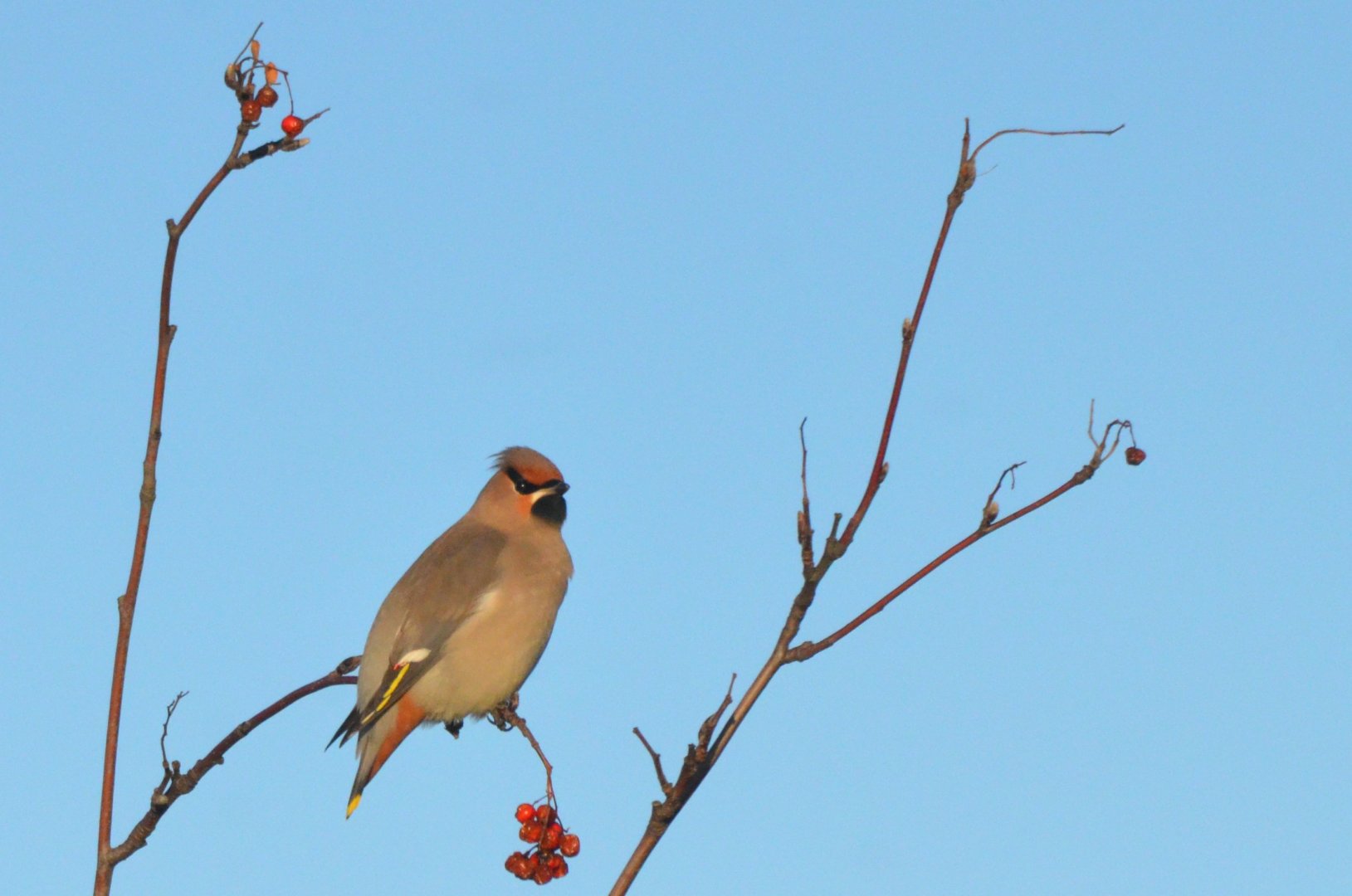 Bohemian Waxwing, Chesterfield 19/11/16