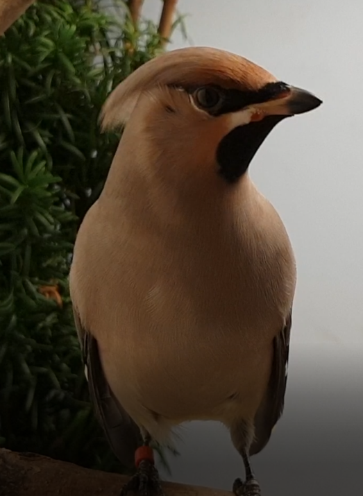 Bohemian waxwing