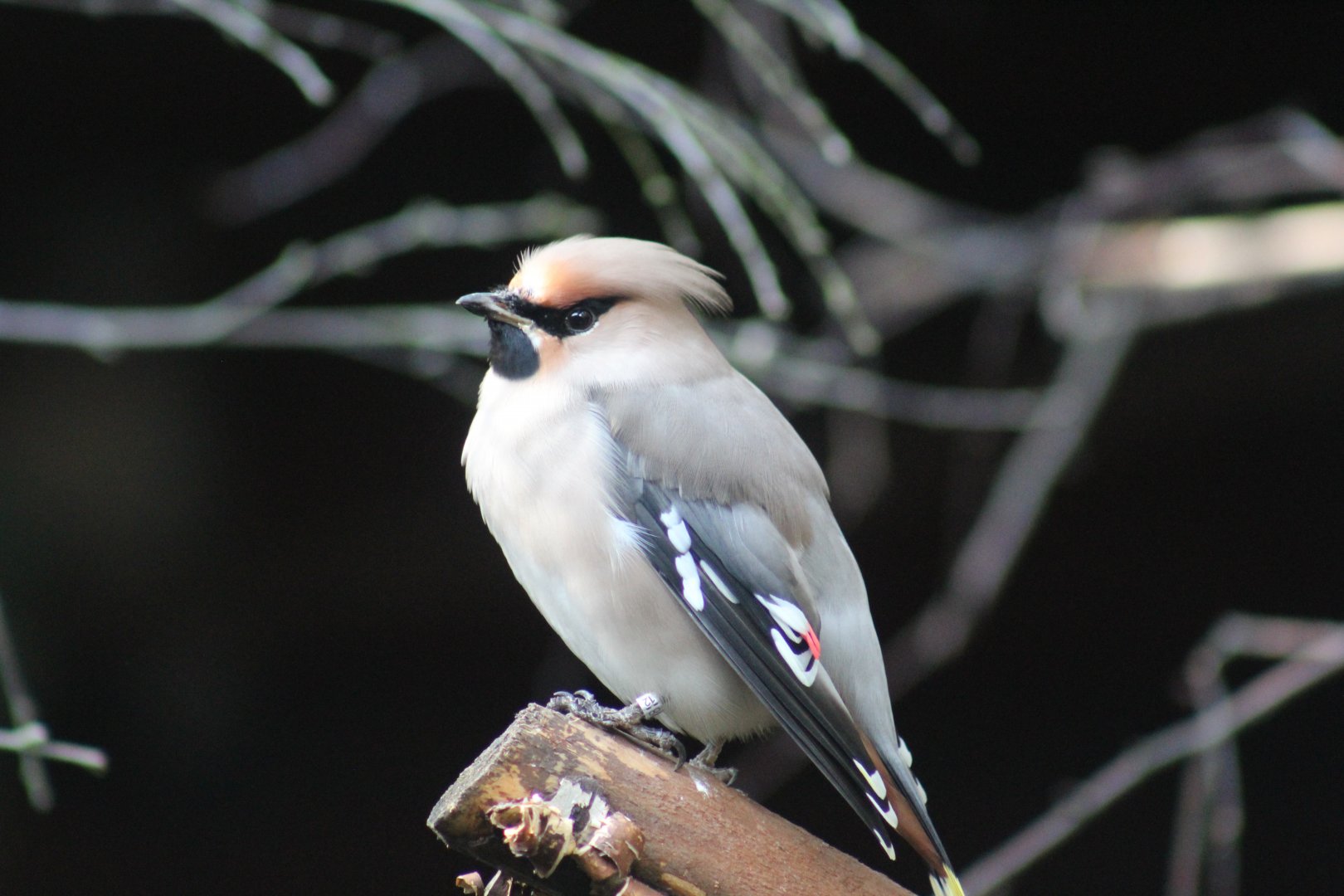Bohemian Waxwing
