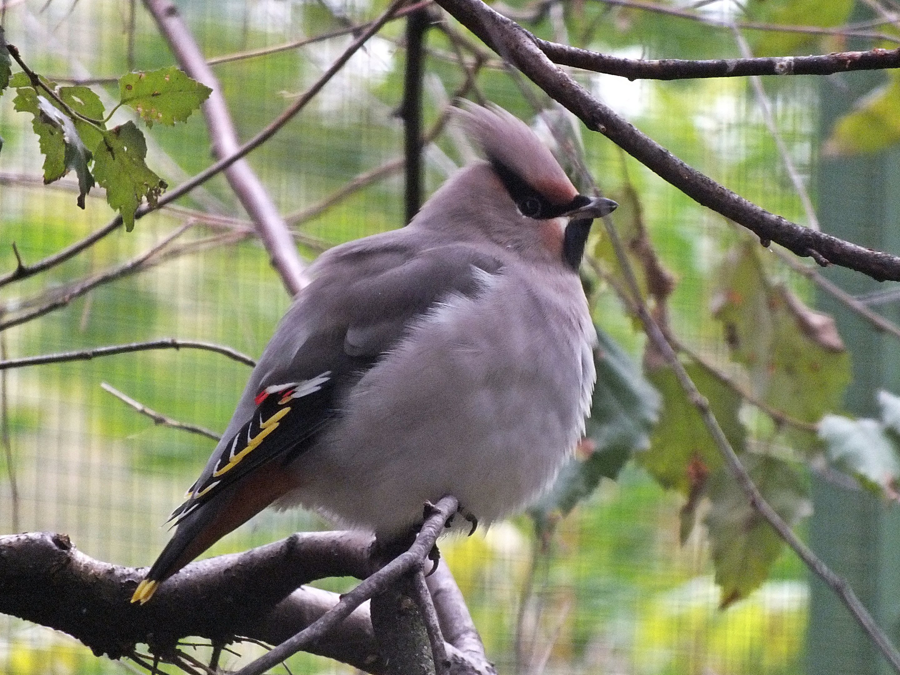 Bohemian waxwing