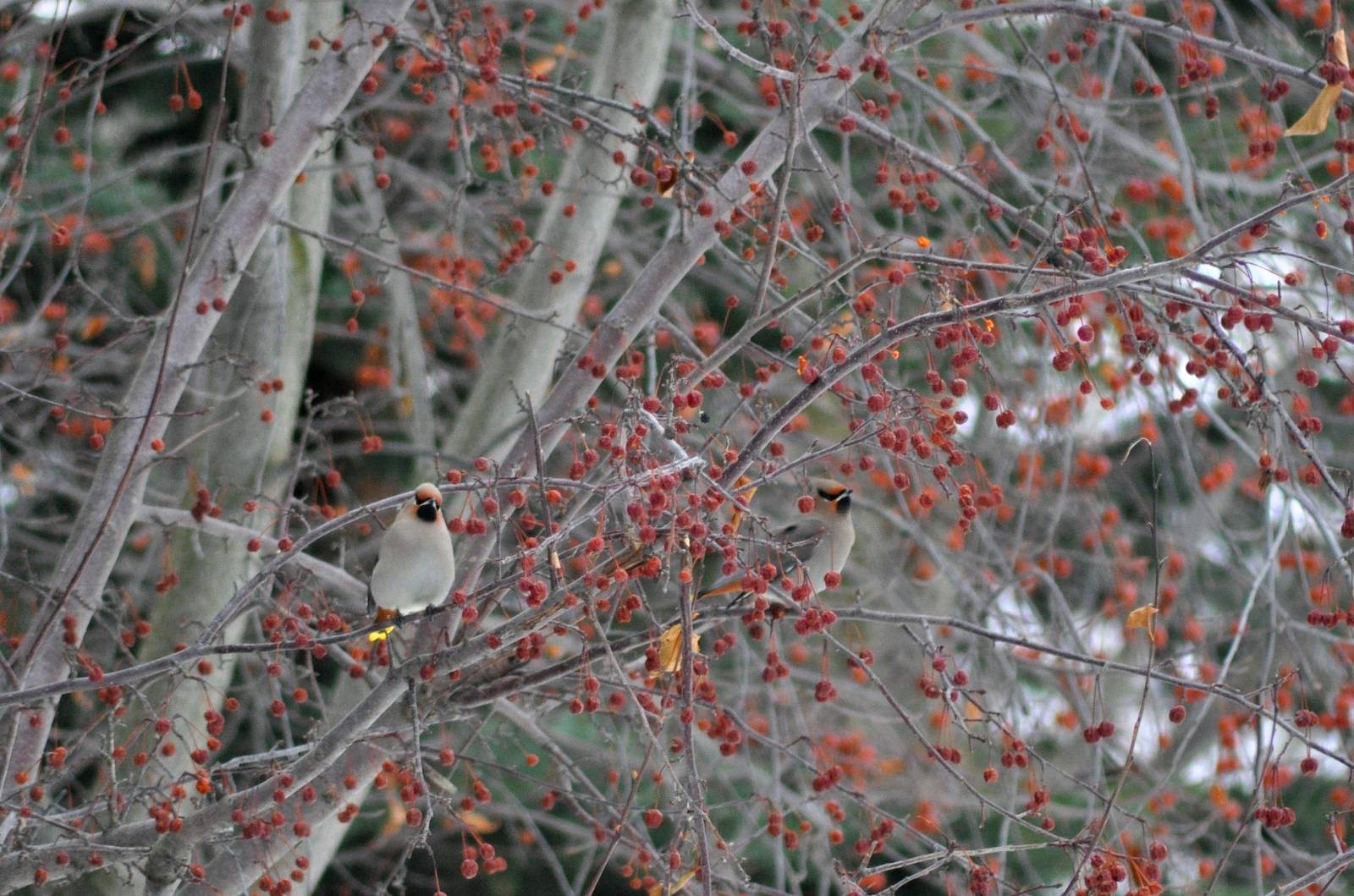 Bohemian Waxwings - Alaska (Anchorage)