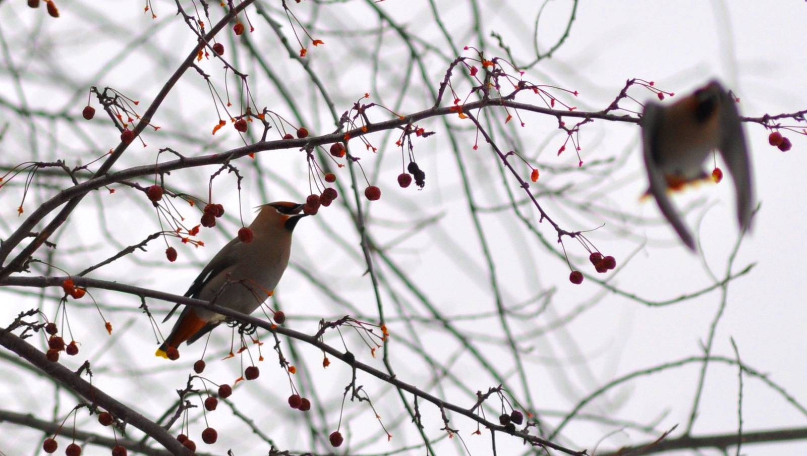 Bohemian Waxwings - Alaska (Anchorage)