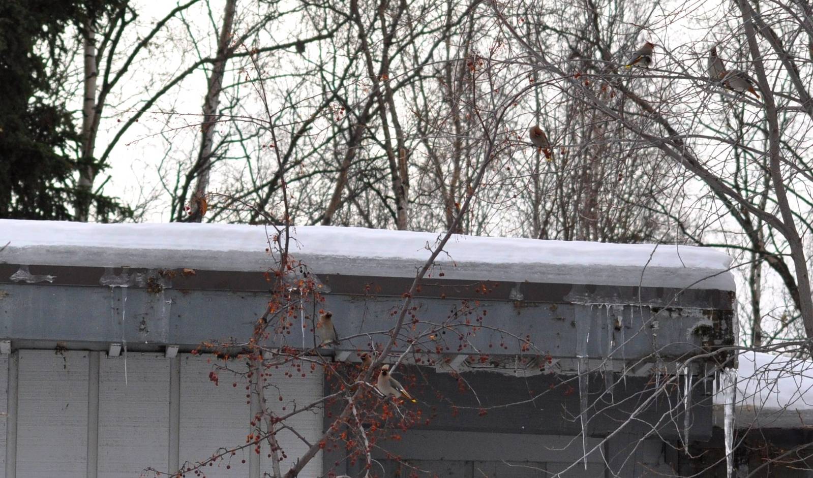 Bohemian Waxwings - Alaska (Anchorage)