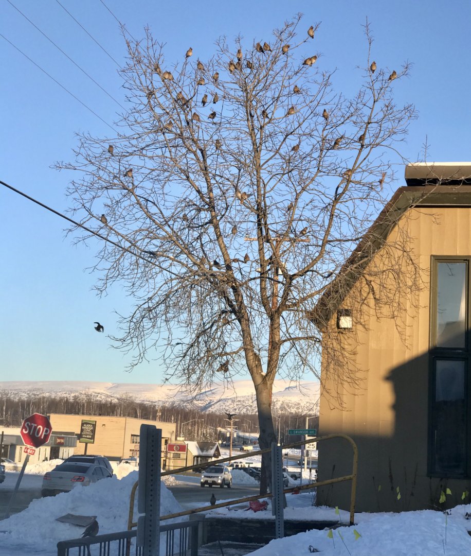 Bohemian Waxwings - Alaska