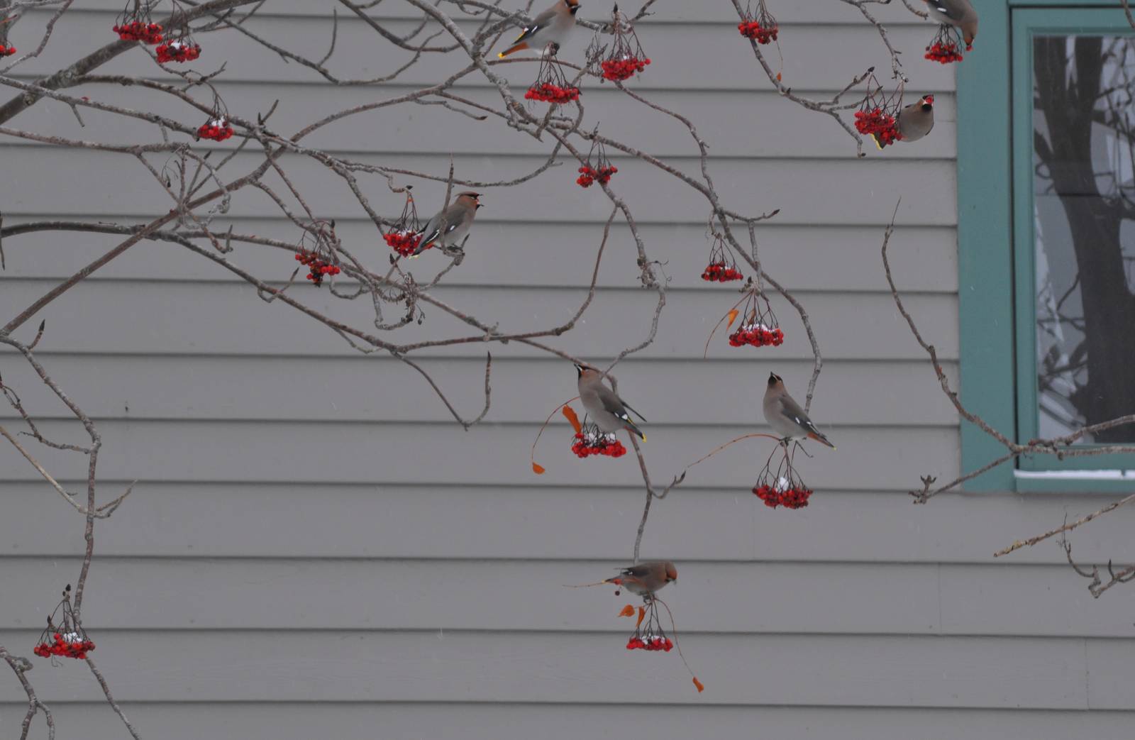 Bohemian Waxwings on Mountain Ash - Alaska