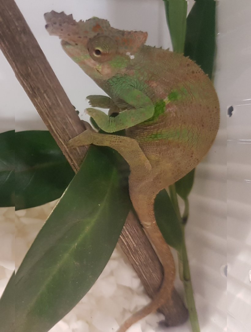 Böhmes dwarf chameleon - Kinyongia boehmei