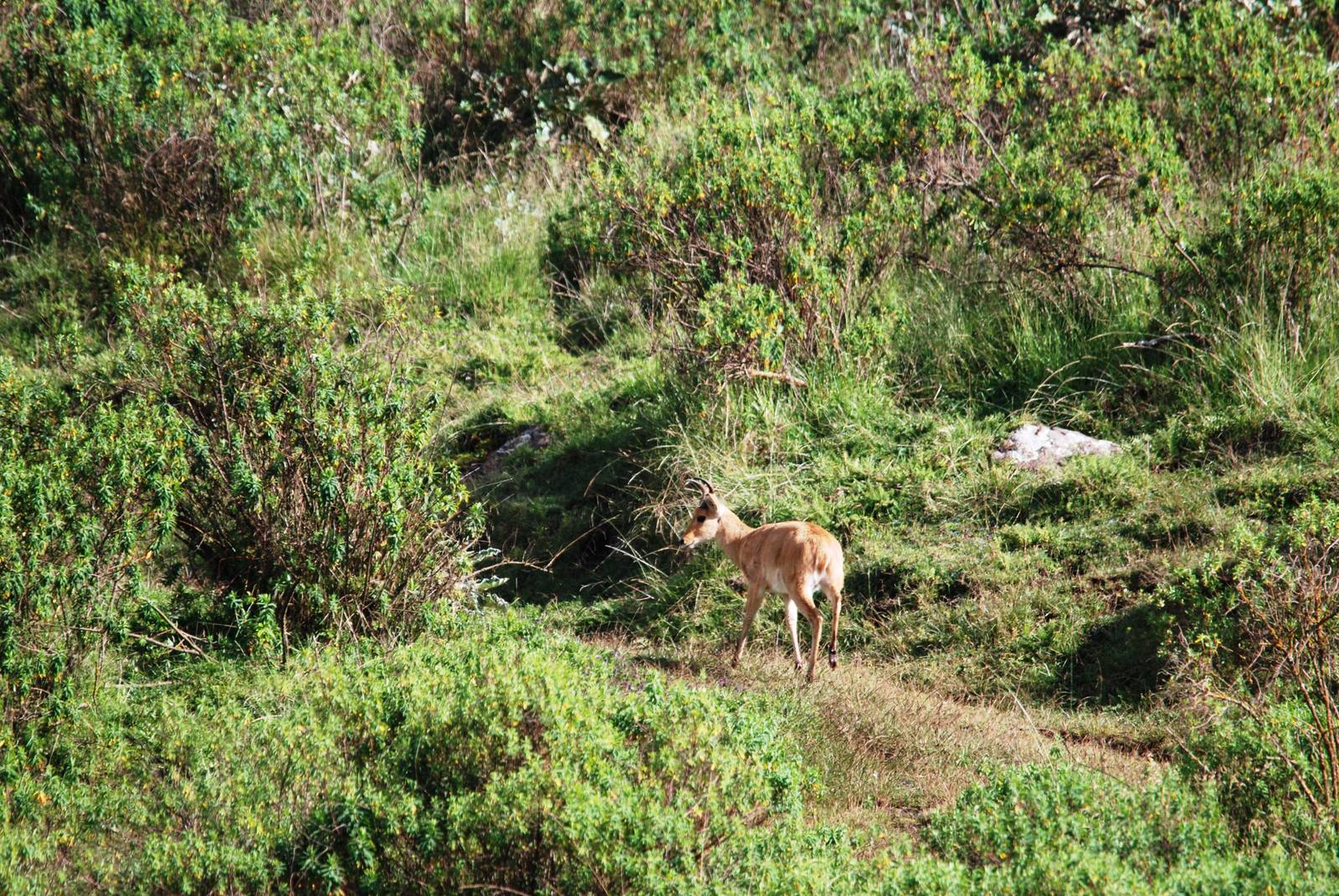 Bohor Reedbuck in Bale Mountains NP, 16/10/14