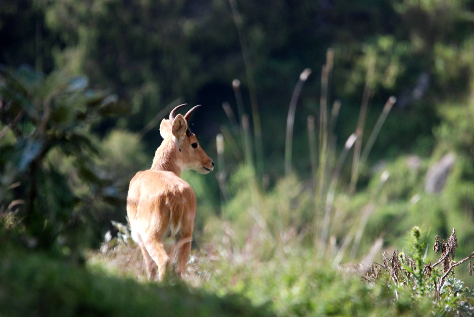 Bohor Reedbuck in Bale Mountains NP, 16/10/14
