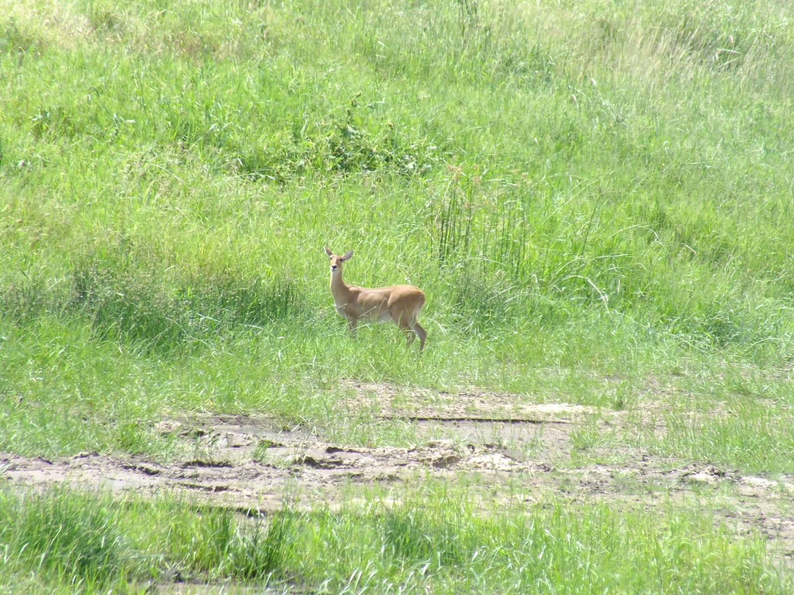 Bohor Reedbuck in Tarangire National Park