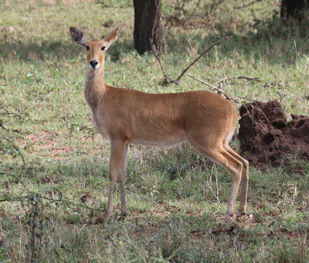 Bohor Reedbuck
