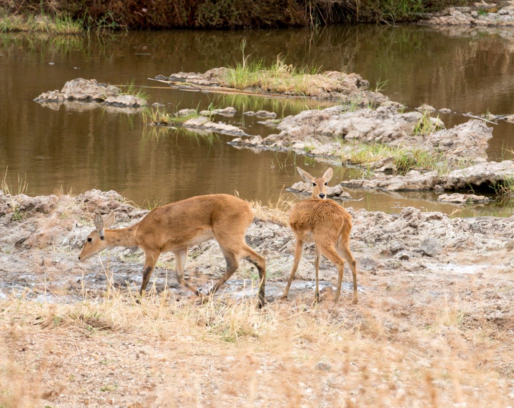 Bohor Reedbuck