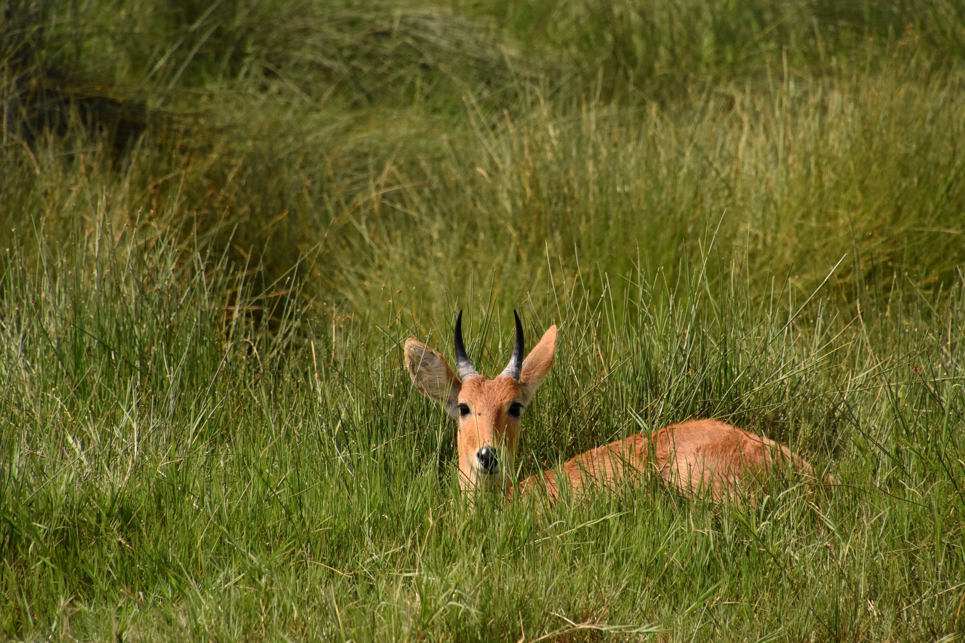 Bohor reedbuck
