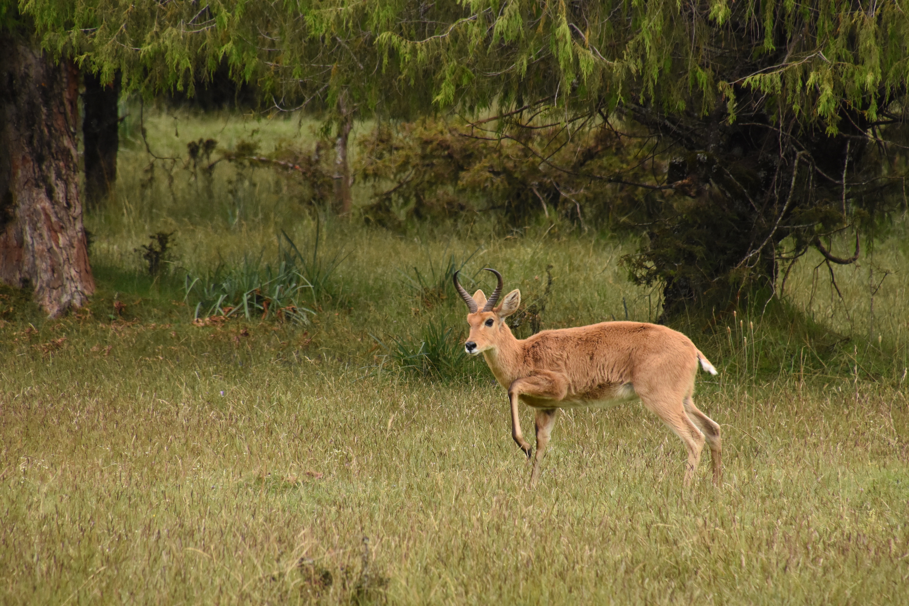 Bohor reedbuck