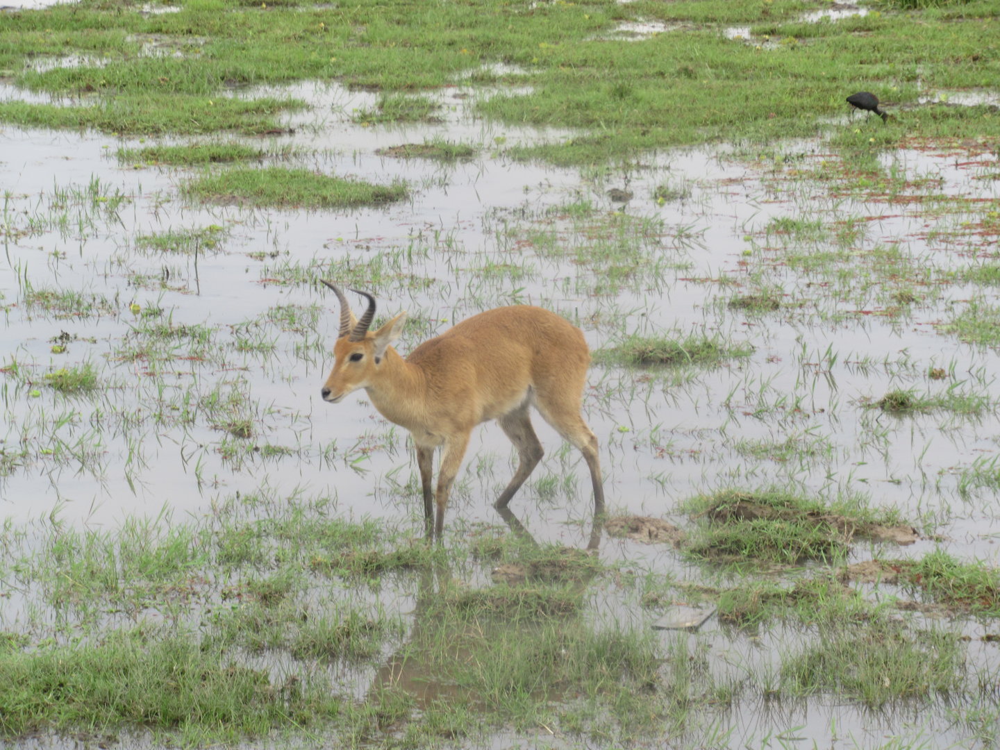 Bohor Reedbuck