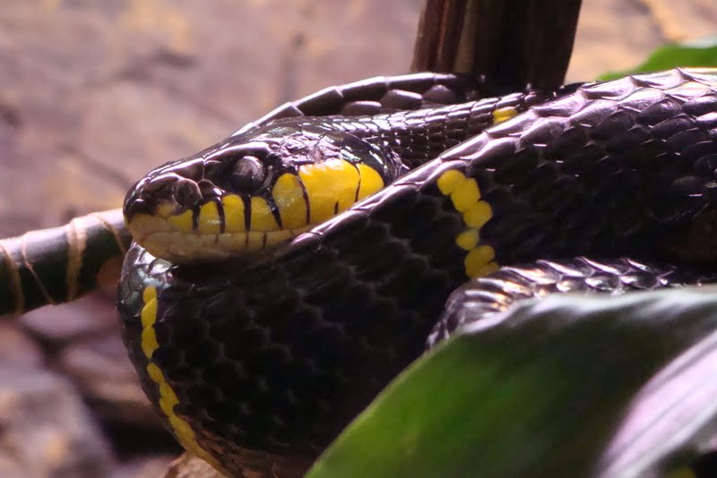 Boiga dendrophila melanota