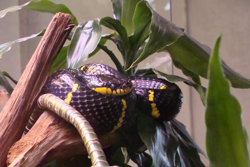 Boiga dendrophila melanota