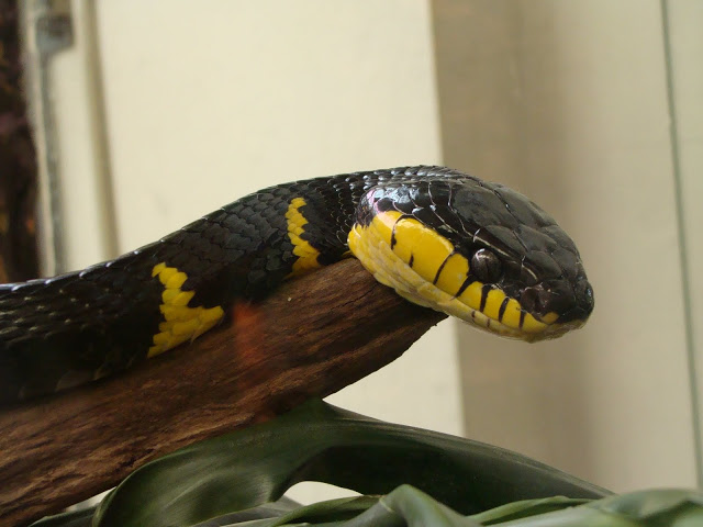 Boiga dendrophila melanota