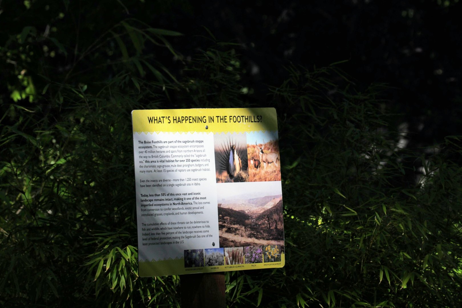 Boise Foothills Restoration