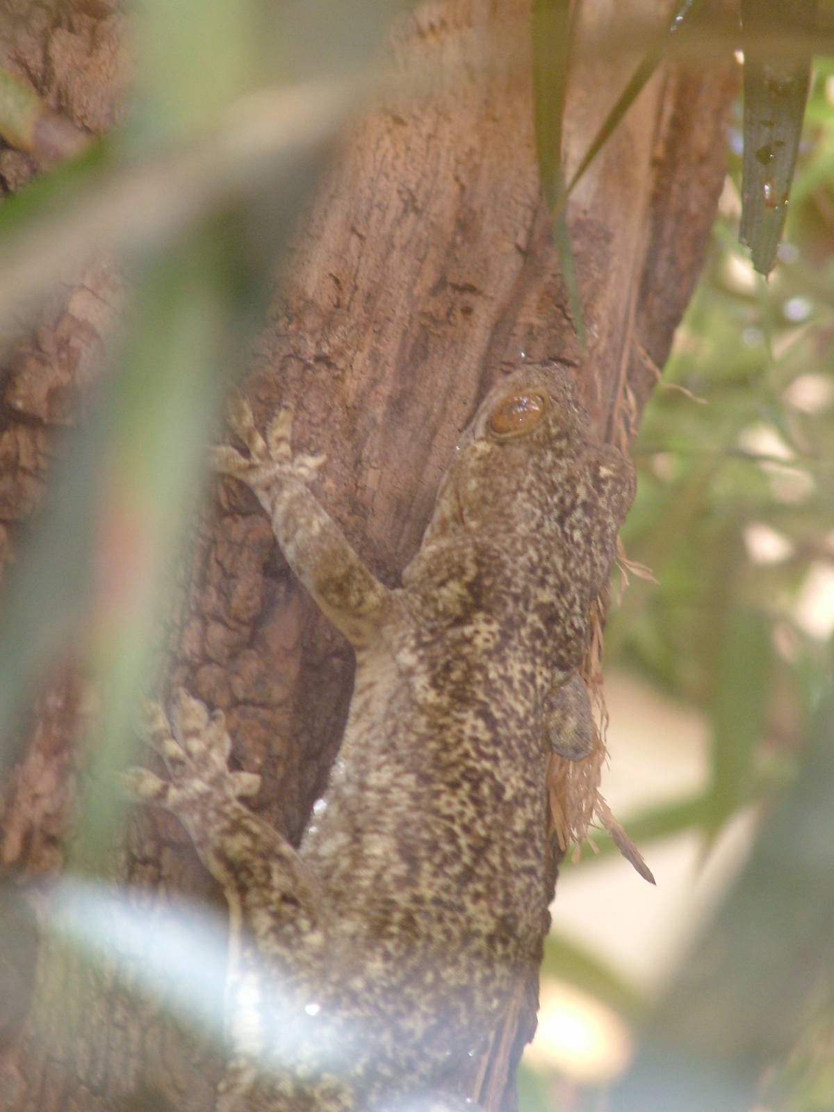 Boivin's Gecko at Plzen, 25/05/10