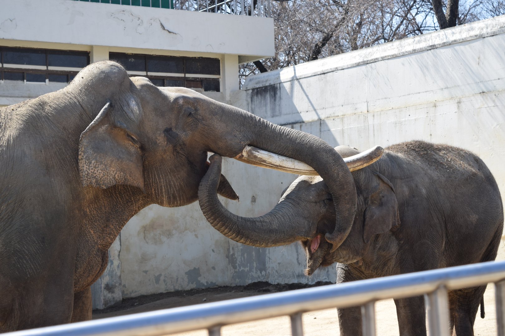 Bok-dong and Ko-soon, elderly couple asian elephant