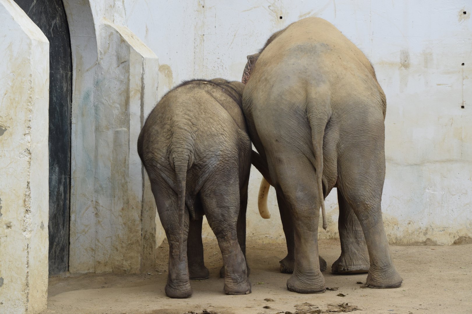 Bok-dong and Ko-soon