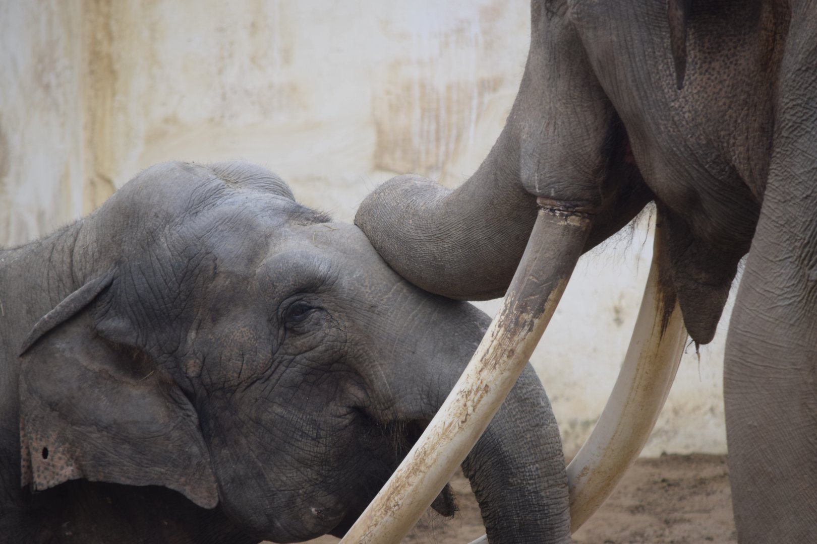 Bok-dong and Ko-soon