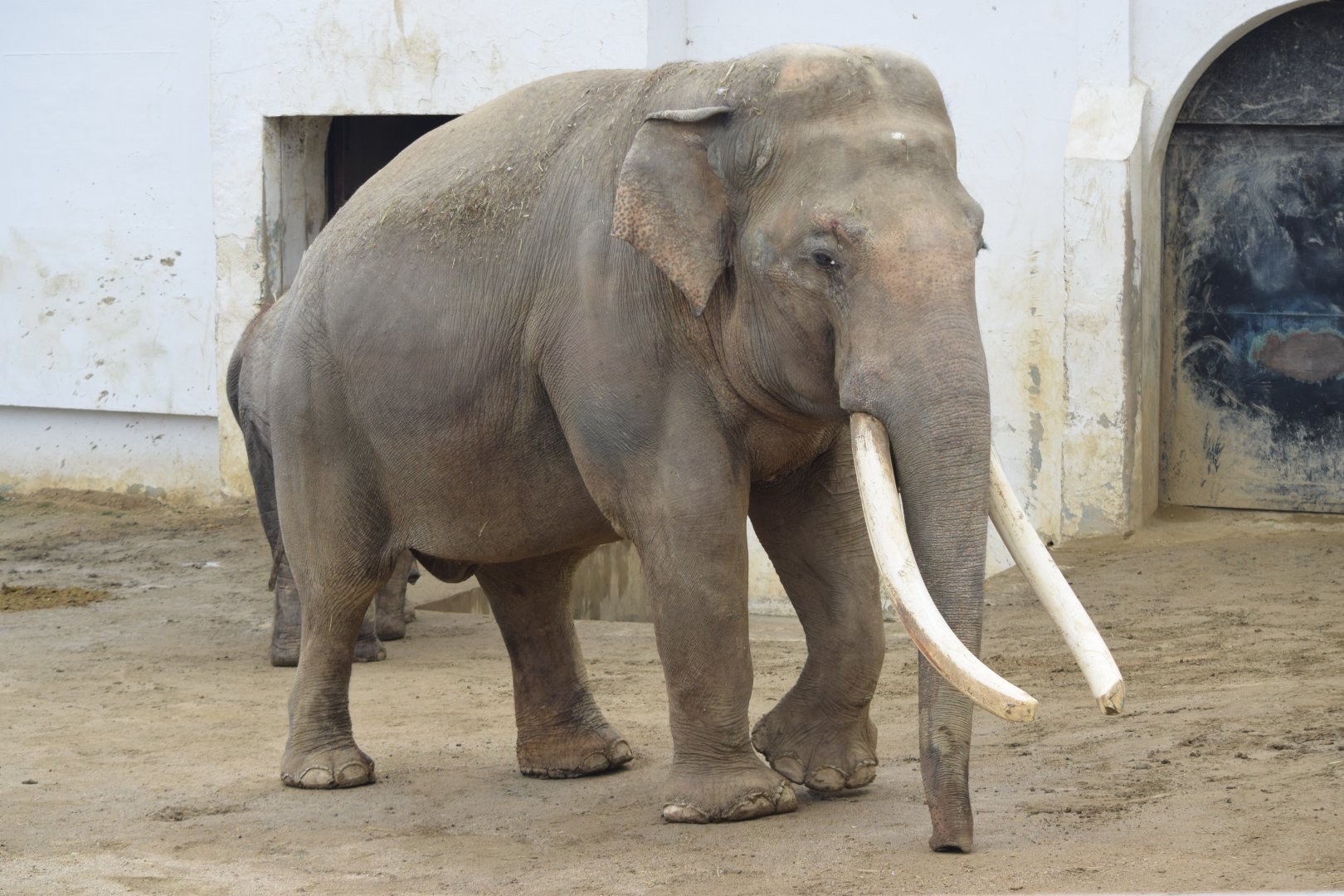 Bok-dong, the asian elephant