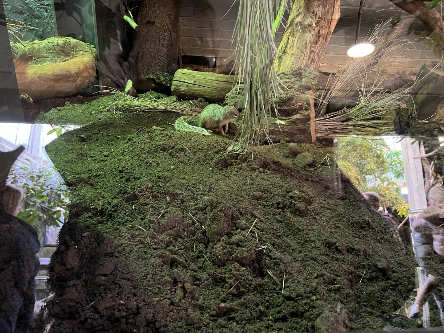 Bokiboky (Mungotictis decemlineata)