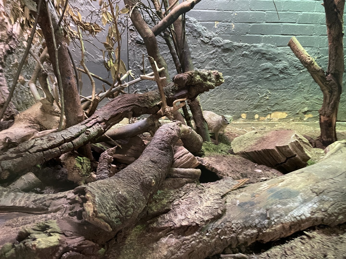 Bokiboky, Mungotictis decemlineata