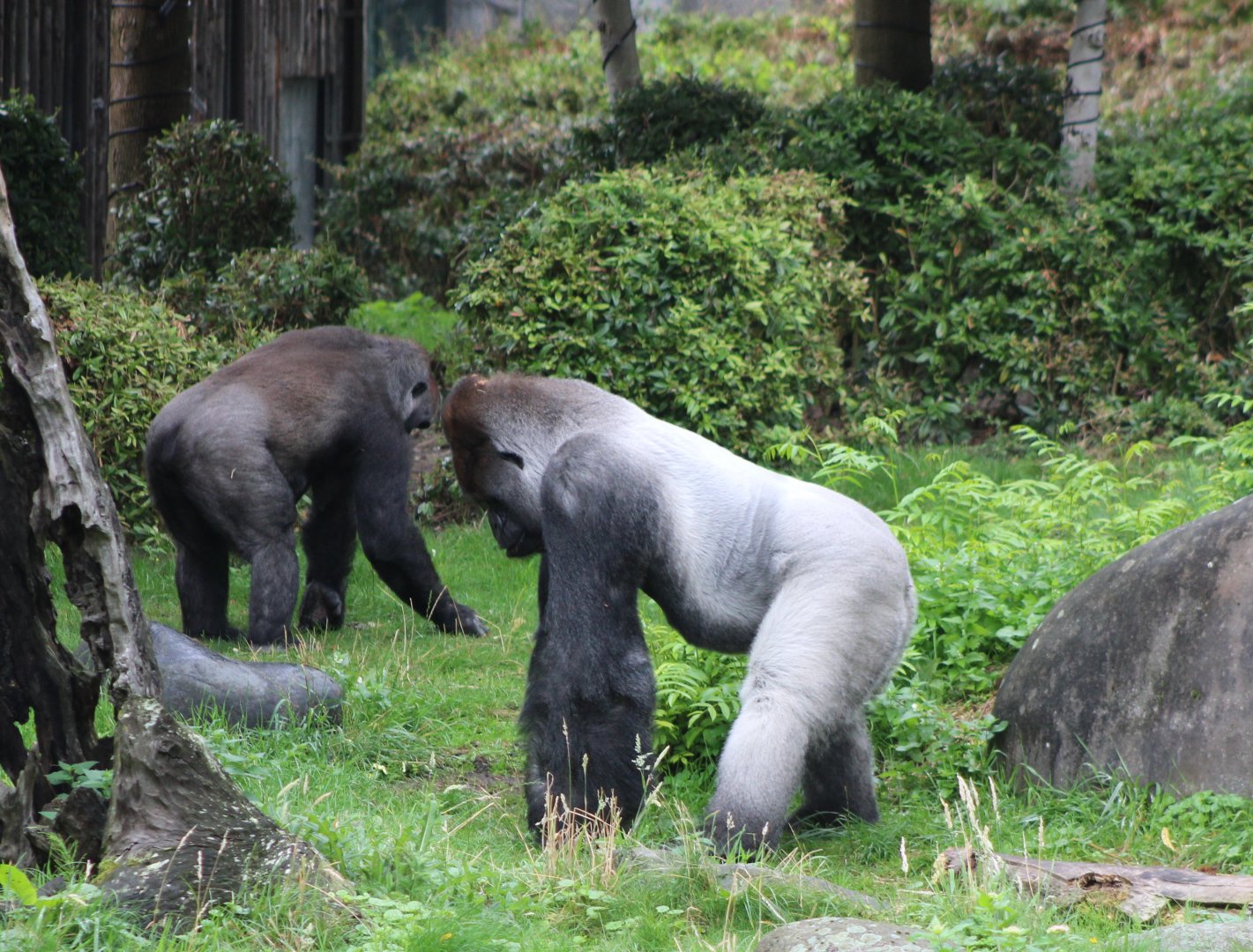 Bokito and another Gorilla