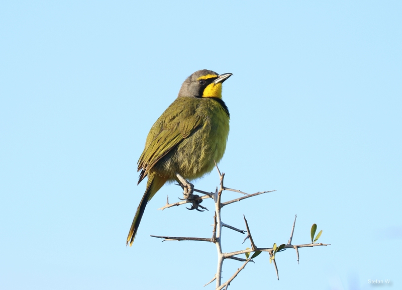 Bokmakierie shrike (Telophorus zeylonus)