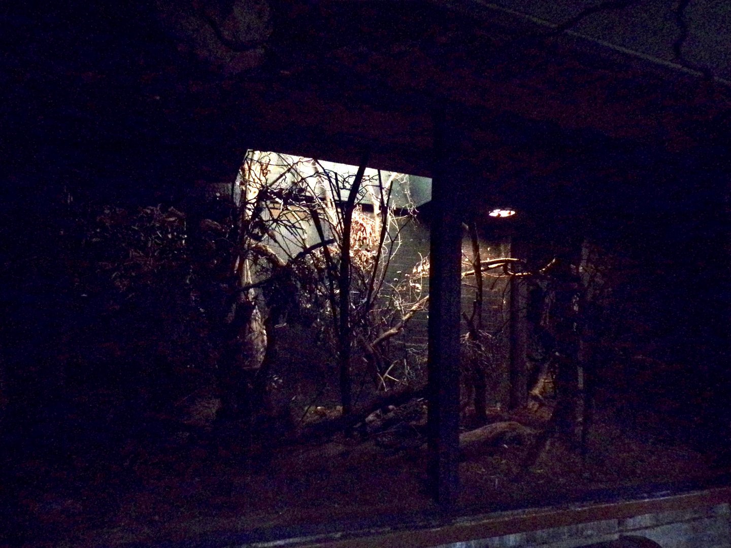 Bokyboky enclosure 11.2.25