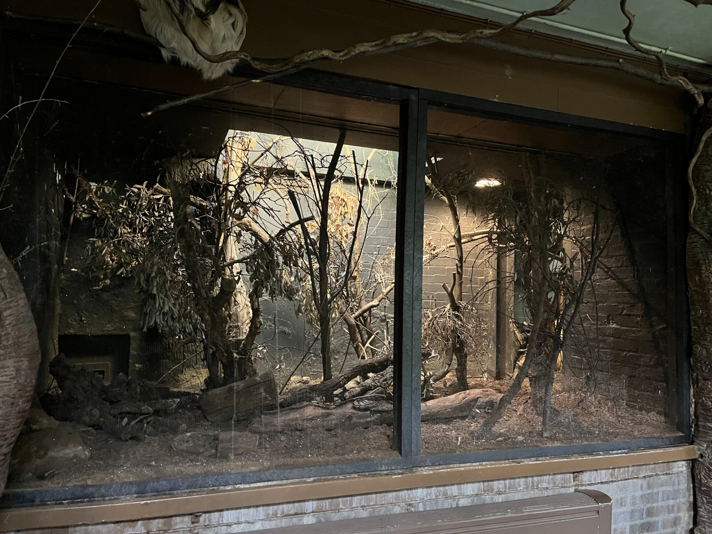 Bokyboky enclosure 11.2.25