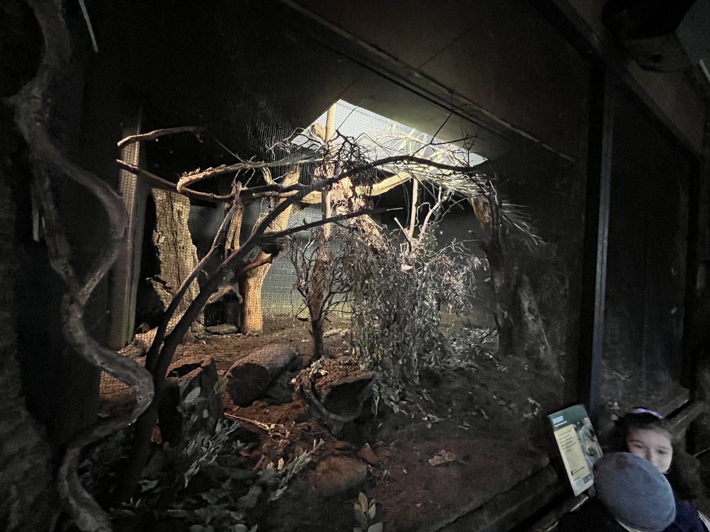 Bokyboky enclosure 11.2.25