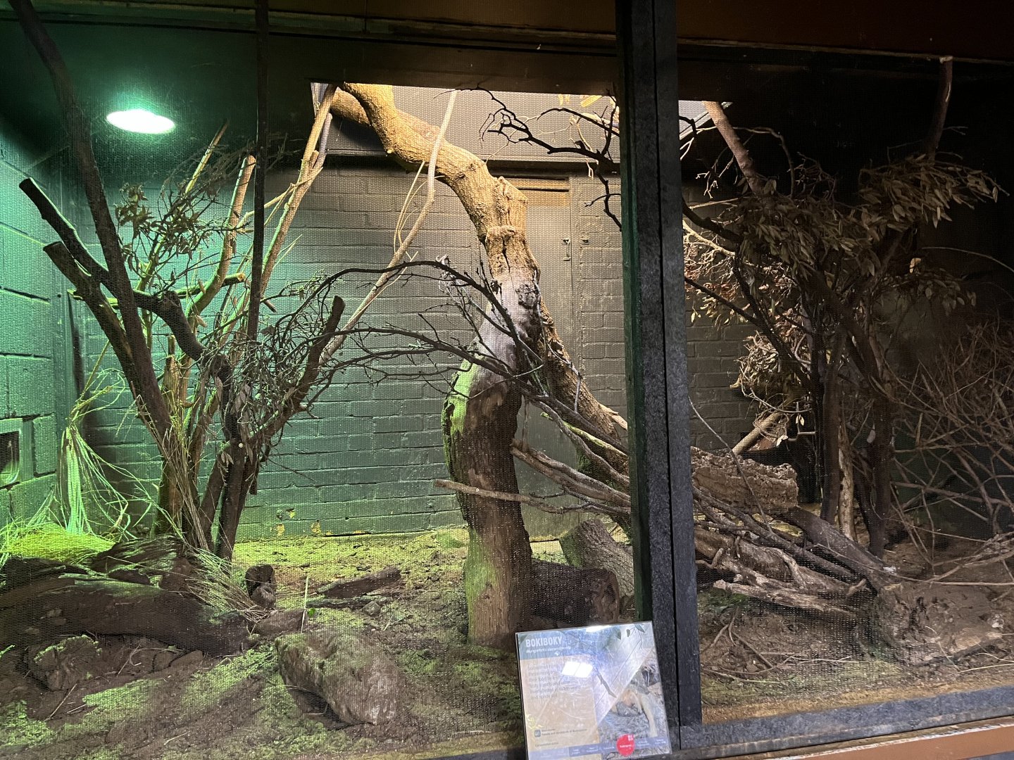 Bokyboky enclosure 11.2.25